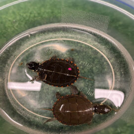 Featured image of article: Baby Turtles Come Back to Pierce School